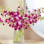 orchid bloom with orchid care