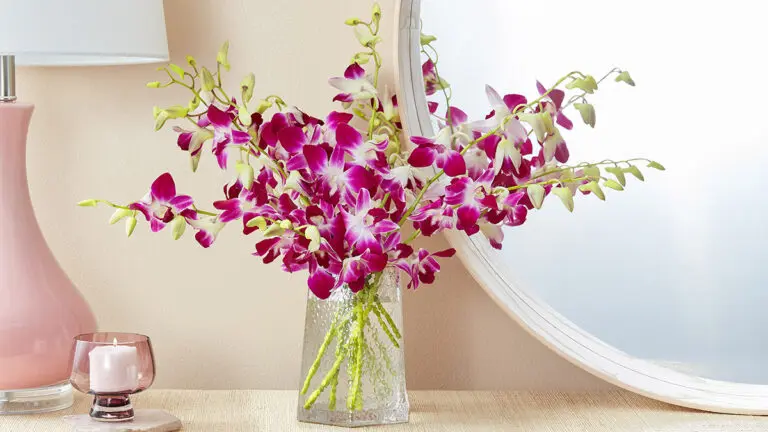 Meet the 2023 Flower of the Year: Orchid