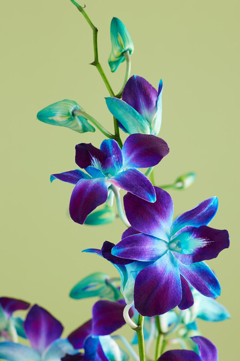 Orchid 2023 Flower of the Year Petal Talk