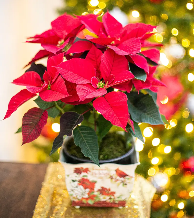 poinsettia facts with potted poinsettia