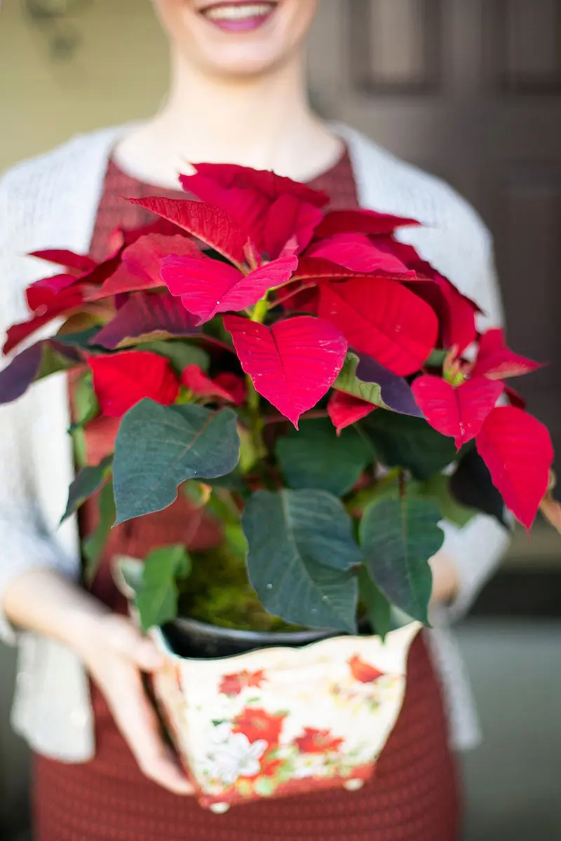poinsettia facts with woman holding poinsettia