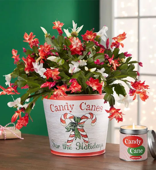 flores y coronas navideñas de moda con Candy Cane Christmas Cactus