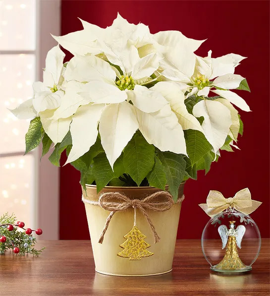 modernas flores y coronas navideñas con Silent Night White Poinsettia