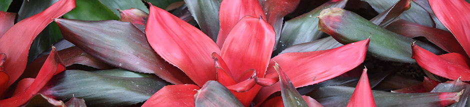 winter indoor plants with Bromeliads