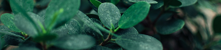 winter indoor plants with jade plant