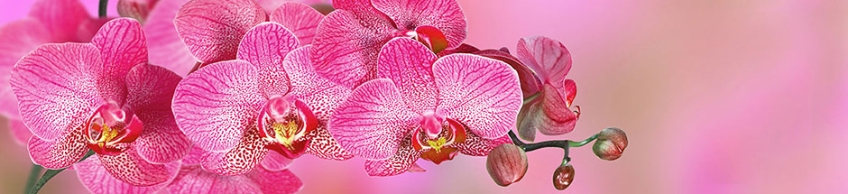 winter indoor plants with orchids