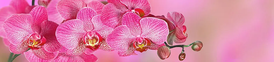 winter indoor plants with orchids