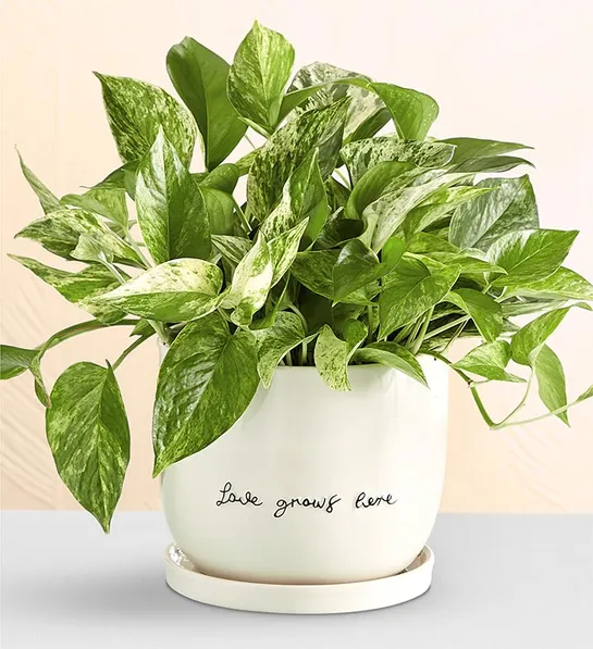 Love Grows Here Pothos Plant