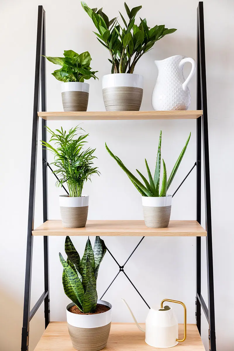 floral trends with plants on shelves