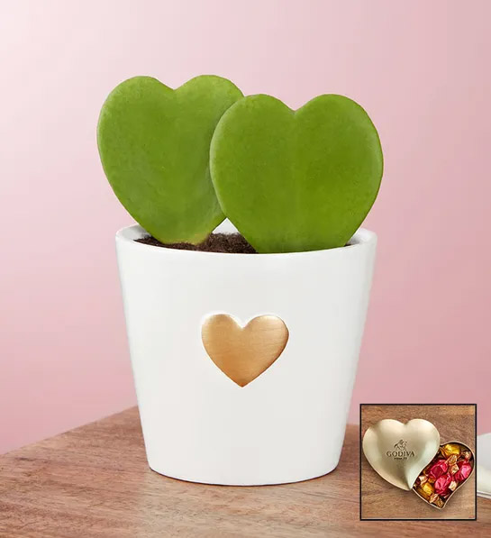 ideas for valentines day gifts with hoya hearts succulent