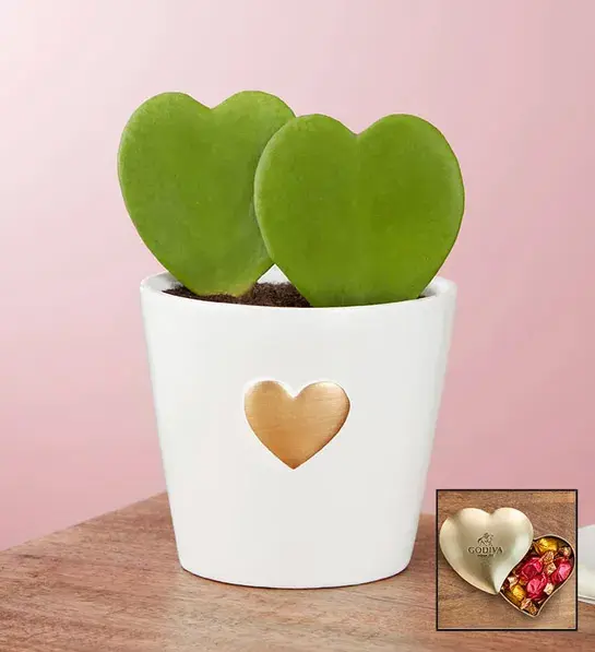 ideas for valentines day gifts with hoya hearts succulent
