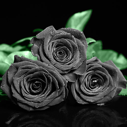 Significado del color rosa con rosas negras.