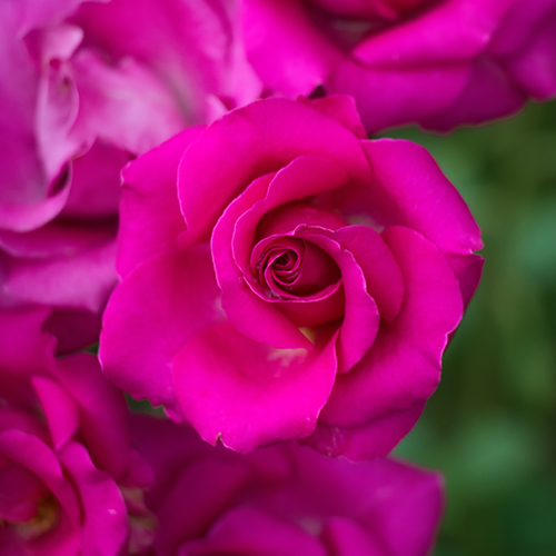 Significado del color rosa con rosas de color rosa brillante.