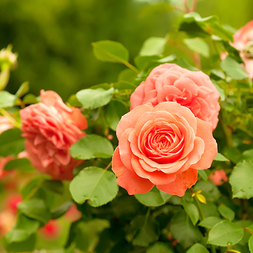 Significado del color rosa con rosas naranjas.