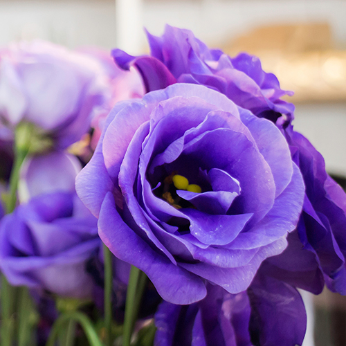 Significado del color rosa con rosas moradas.