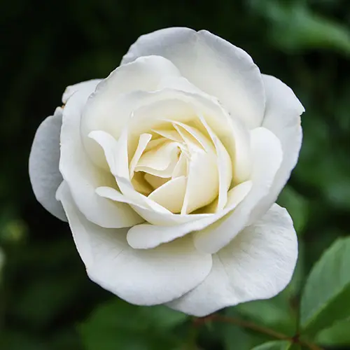 rose color meaning with white roses