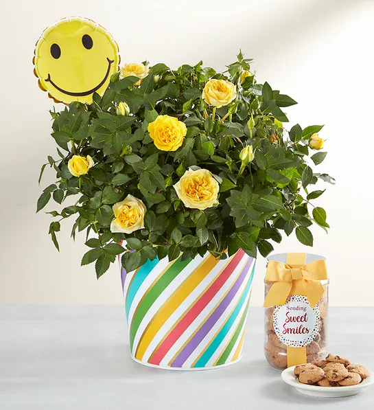 rose quotes with rose plant bundle