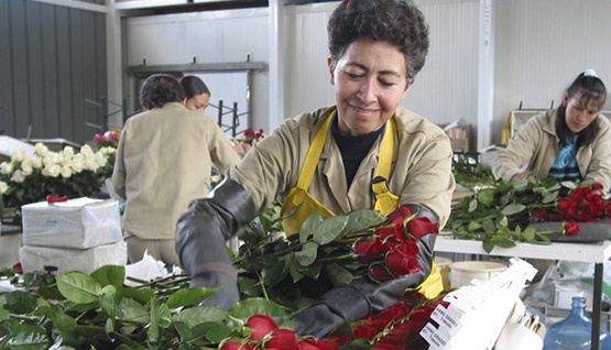 Portrait of a woman finding perfect roses and combining them into Valentine's Day bouquets