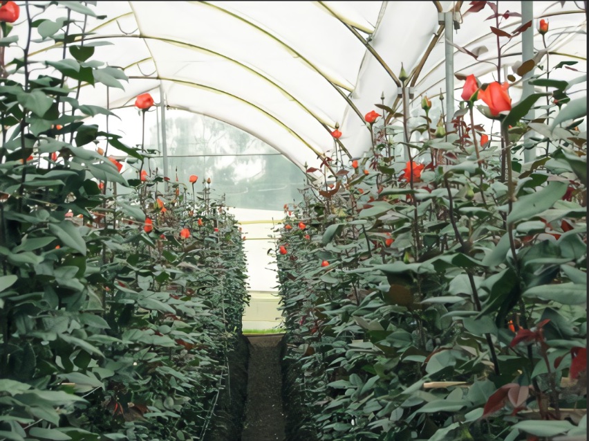 Perfect flower greenhouse close-up