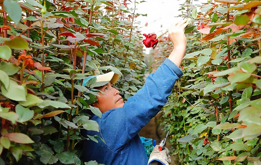 Foto de un experto en flores encontrando la rosa perfecta