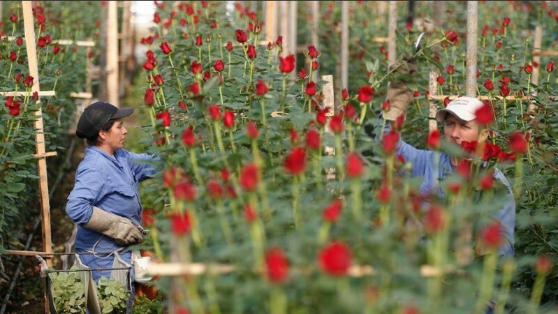 Perfect flower harvest on a large scale