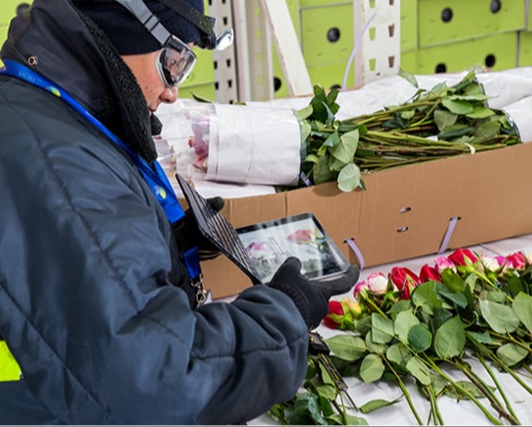 Perfecta inspección de flores