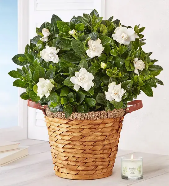 planting guide with Blooming Gardenia Plant in Basket