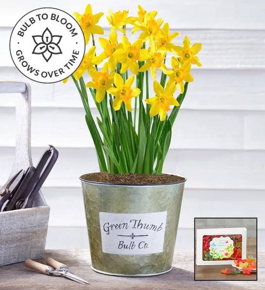planting guide with Delightful Daffodil Bulbs