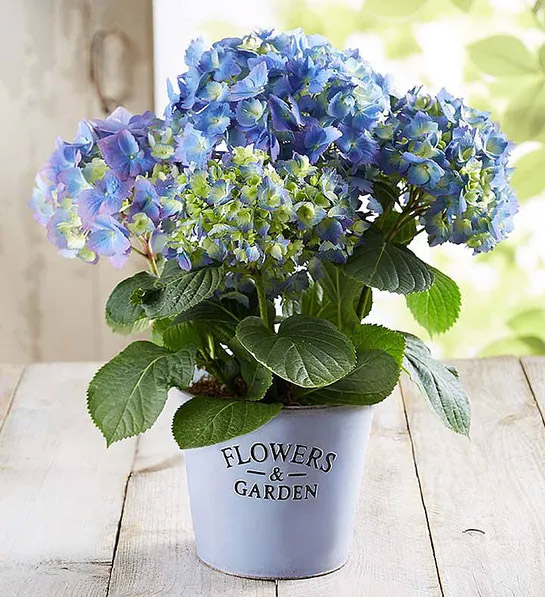 planting guide with Garden Hydrangea