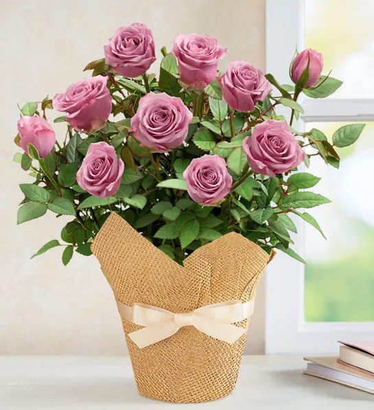 planting guide with Lavish Lavender Rose Plant
