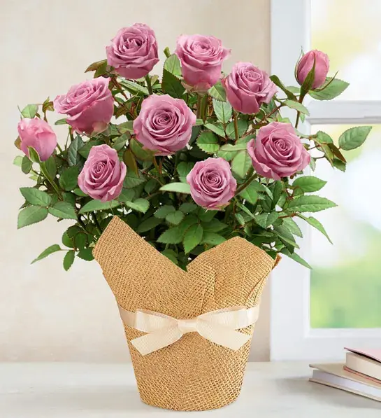 planting guide with Lavish Lavender Rose Plant