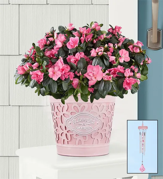 planting guide with pretty in pink azalea