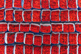 rose trays perfect rose