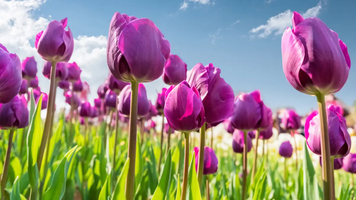 tulip color meaning with purple tulips