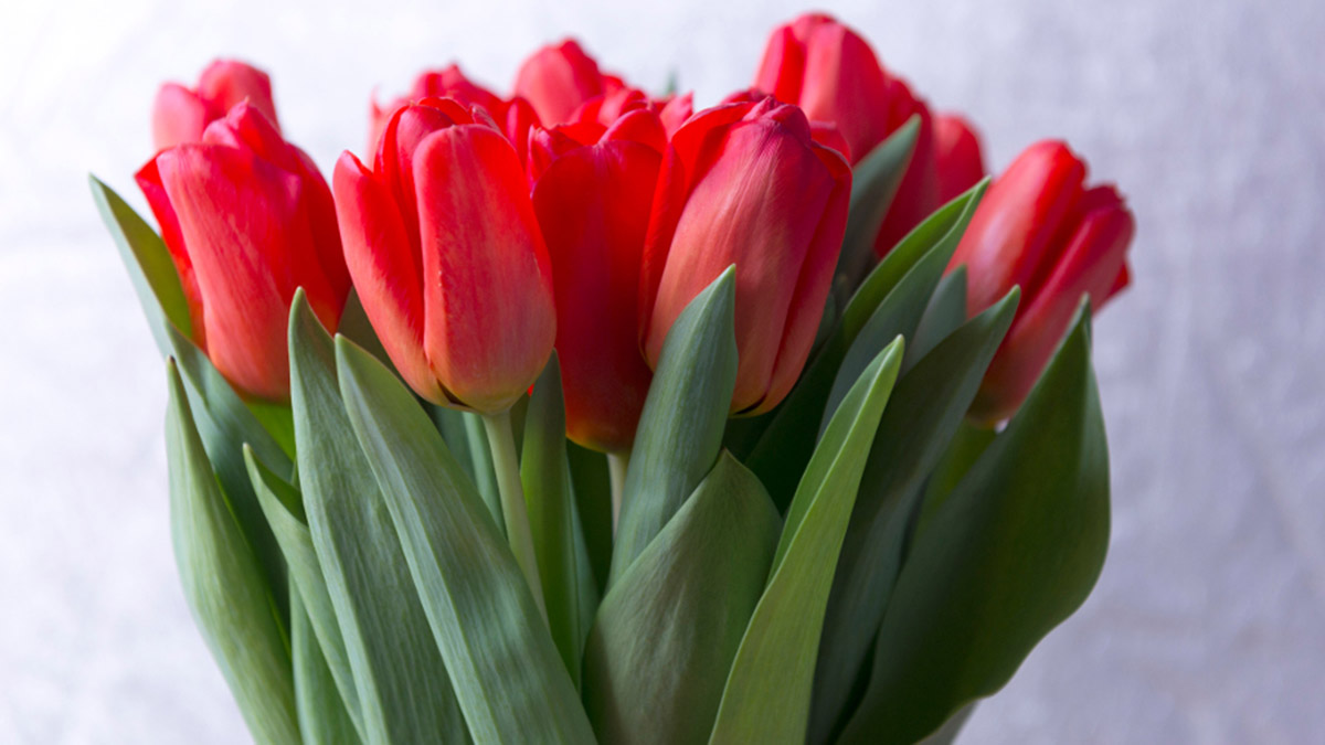 tulip color meaning with red tulips