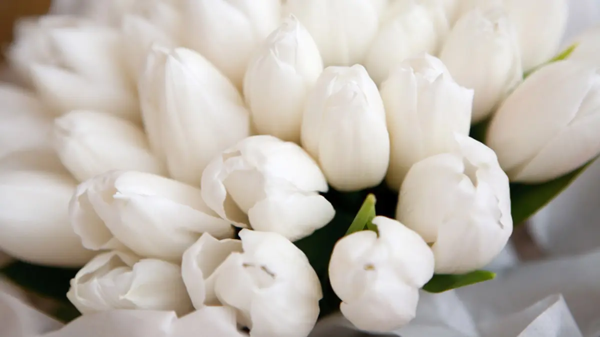 tulip color meaning with white tulips