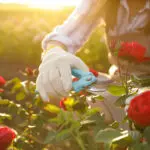 woman cutting red rose