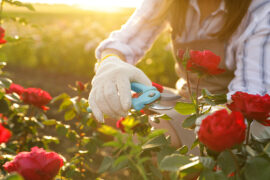 woman cutting red rose