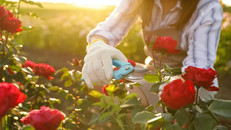 woman cutting red rose