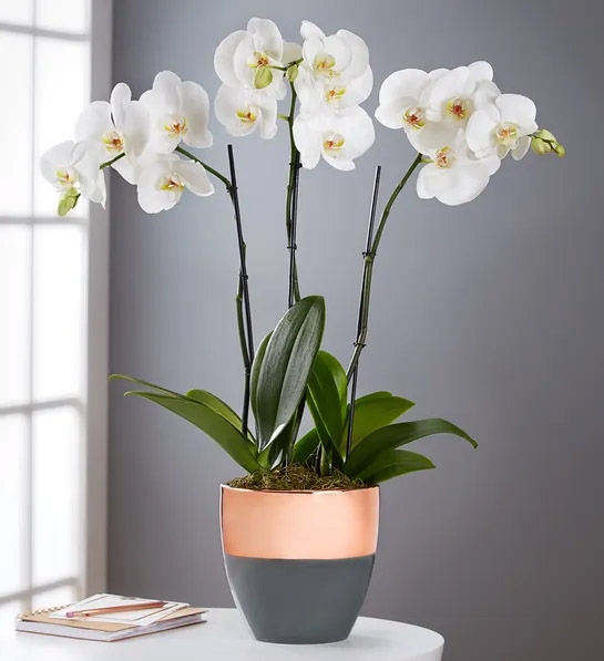 Gift Ideas for International Women's Day with Serenity Orchid Garden