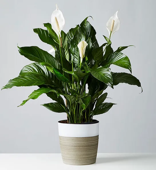 Calming Peace Lily Plant