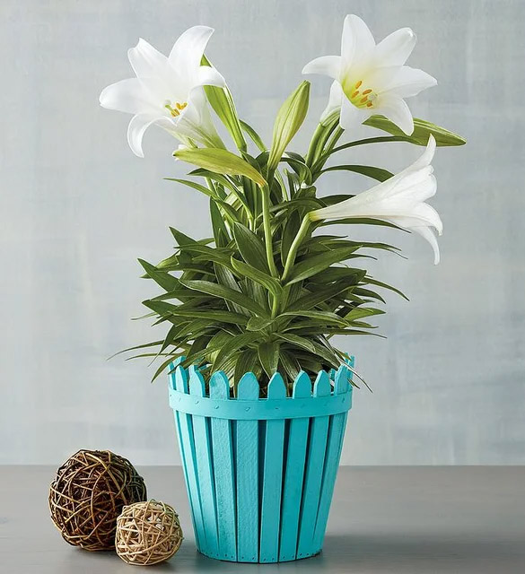 Ideas de regalos de Pascua con lirio de Pascua