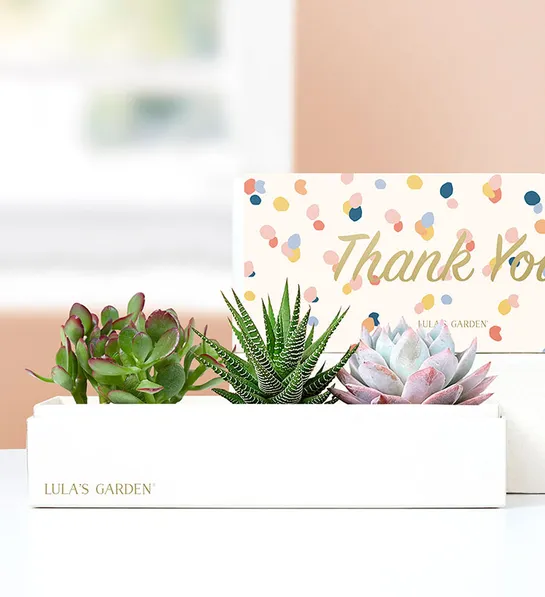 Thank You Succulents by Lulas Garden