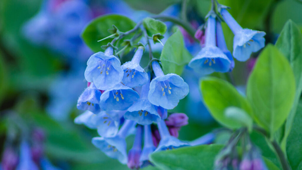 Flores de primavera temprana con campanillas