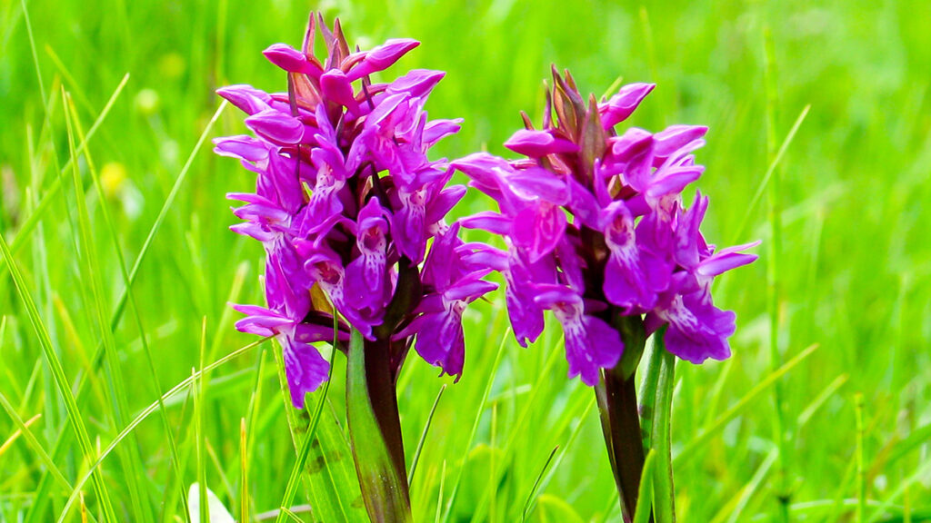 Early spring flowers with early purple orchid