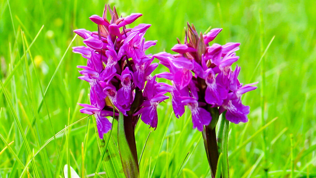 Flores de primavera con Early Purple Orchid