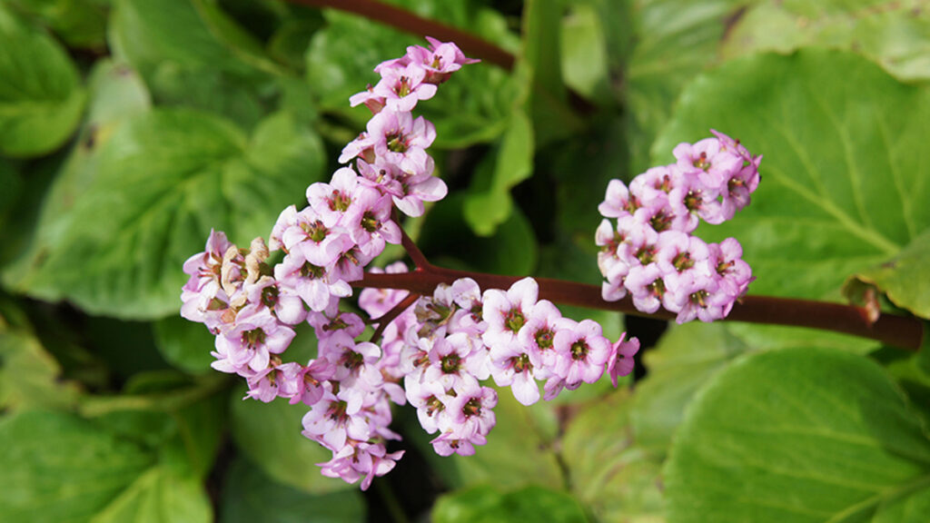 Flores de primavera temprana con chirrido de cerdo