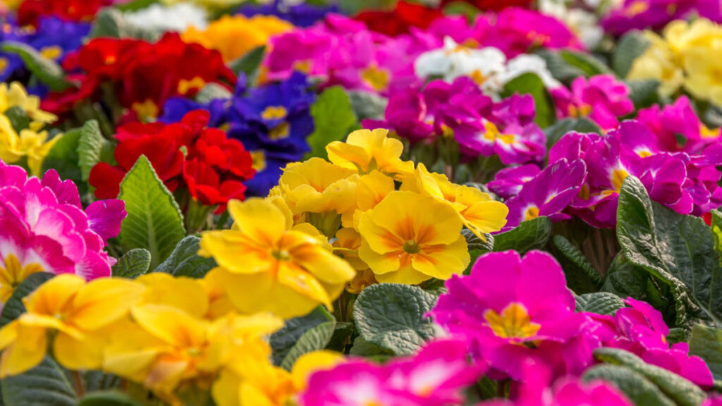 Flores de primavera temprana con prímula