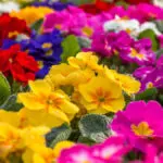 early spring flowers with Primrose