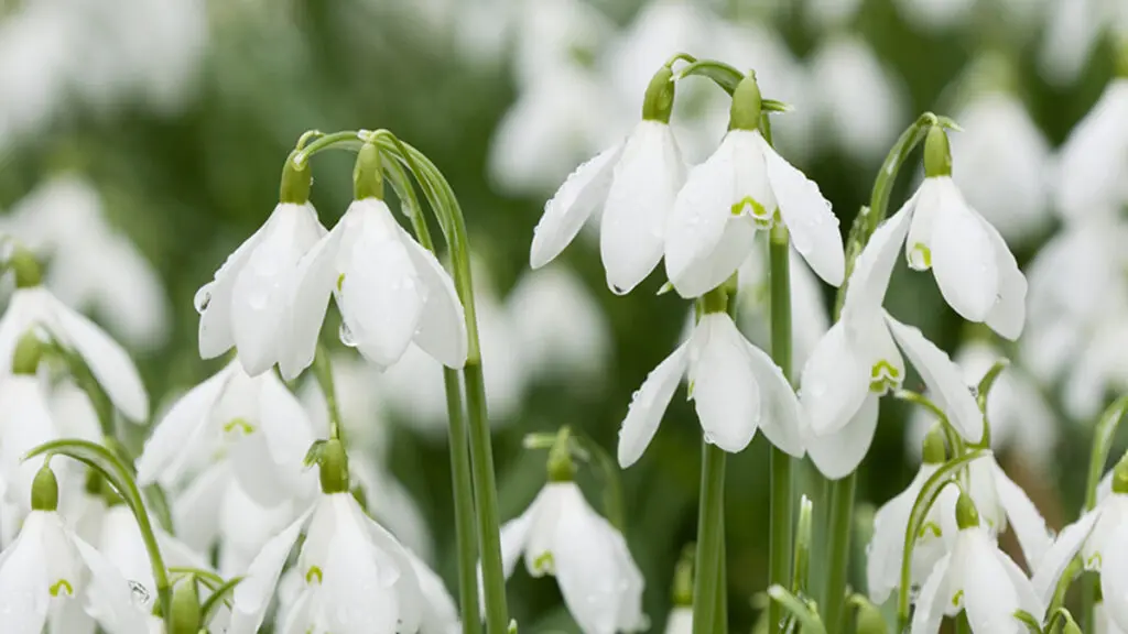 Early Spring Bloomers